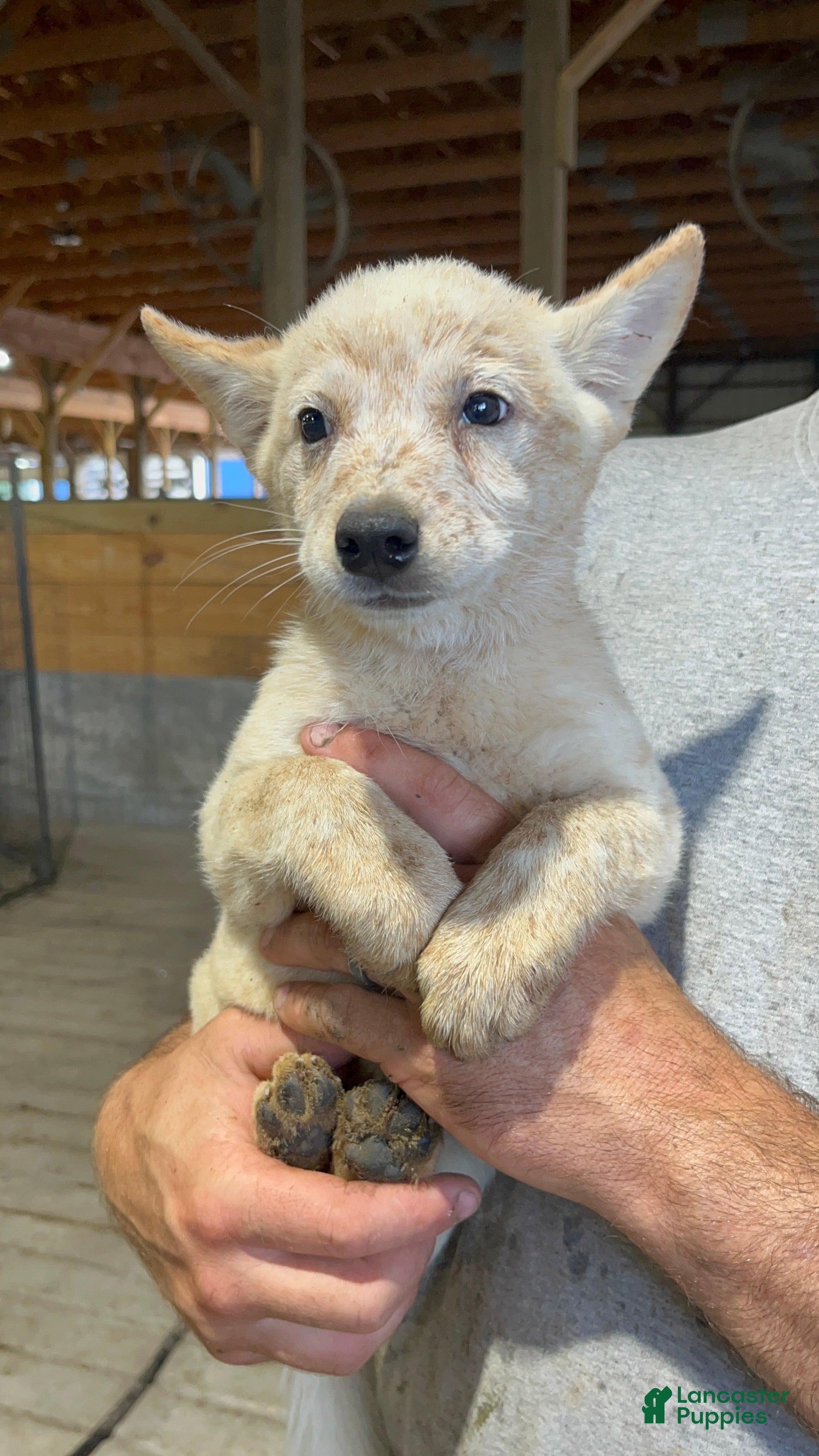 Australian Cattle Dog dogs Breanna - Ad 36