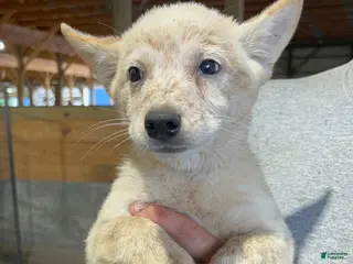 Australian Cattle Dog dogs Breanna - Ad 32
