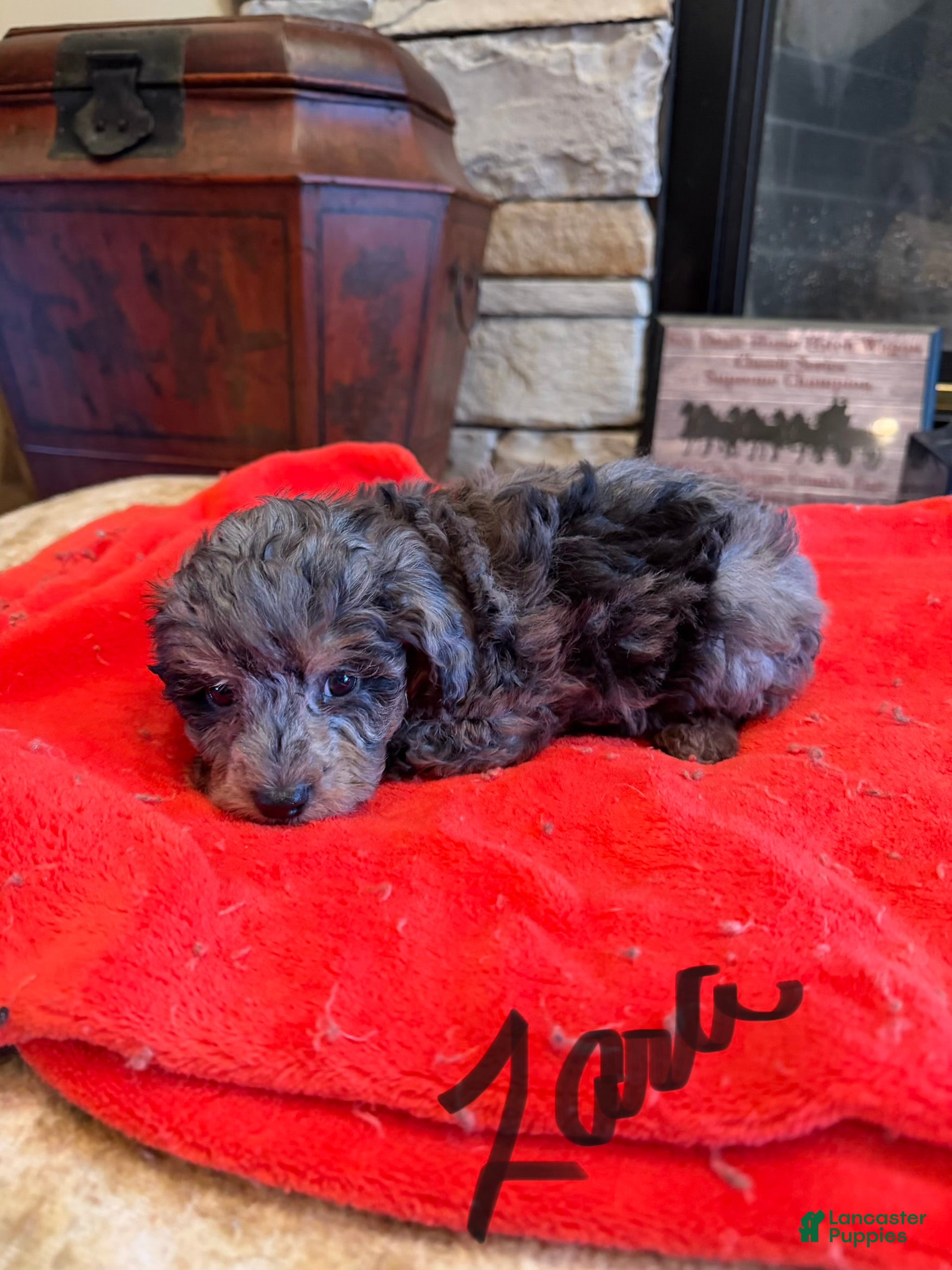 Miniature Poodle dogs  Zara - Ad 4