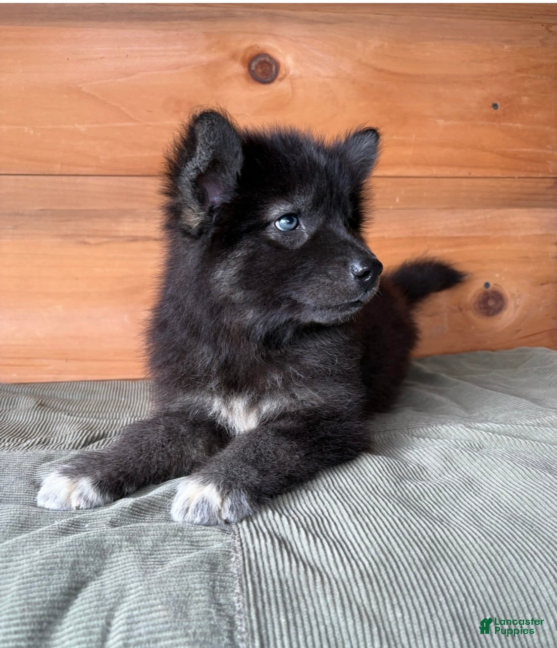 Mixed Breed dogs Mixed Breed 2 - Ad 1
