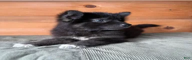Mixed Breed 2