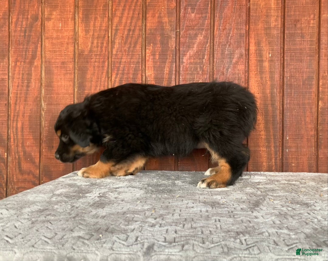 Mixed Breed dogs for sale: Joe - Ad 2