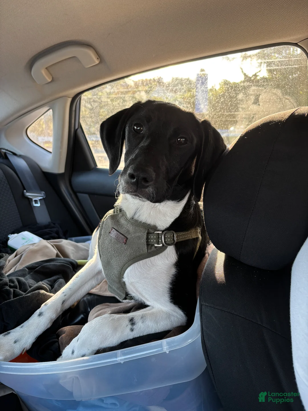 Mixed Breed dogs for sale: Bear - Ad 1