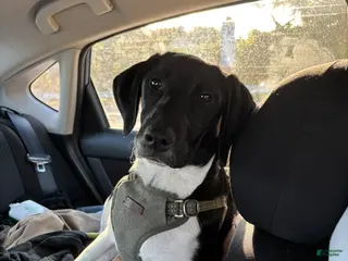 Mixed Breed dogs Bear - Ad 12