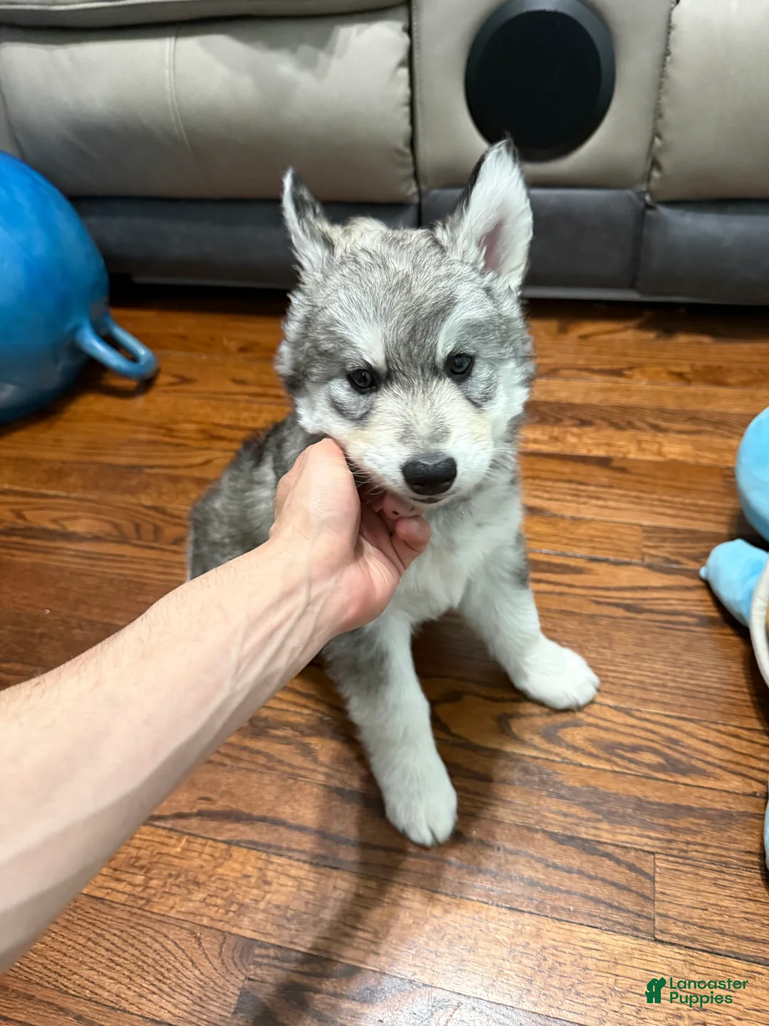 Siberian Husky dogs for sale: Storm - Ad 2