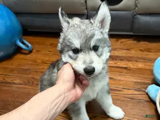 Siberian Husky dogs Storm - Ad 13