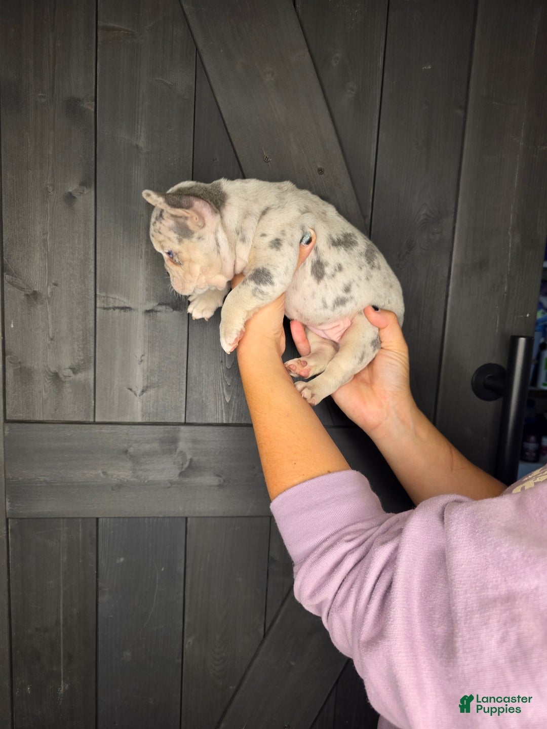 French Bulldog dogs for sale: French Bulldog Puppy 5 - Ad 2