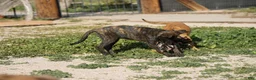 Dutch Shepherd dogs for sale: Dutch brindle F - Ad 15