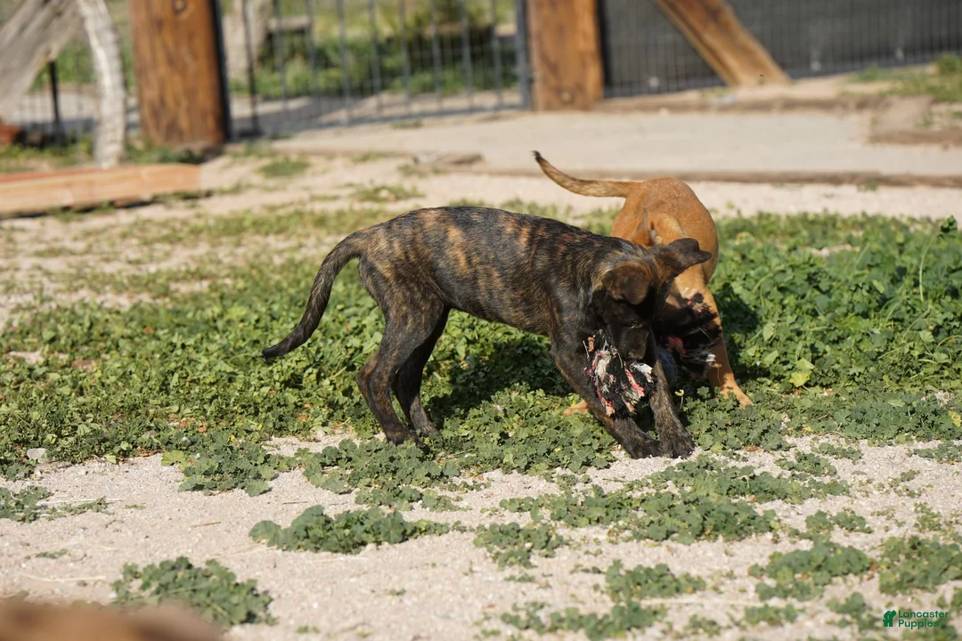 Dutch Shepherd dogs for sale: Dutch brindle F - Ad 15
