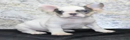French Bulldog dogs for sale: Barlow Male AKC French Bulldog - Ad 6
