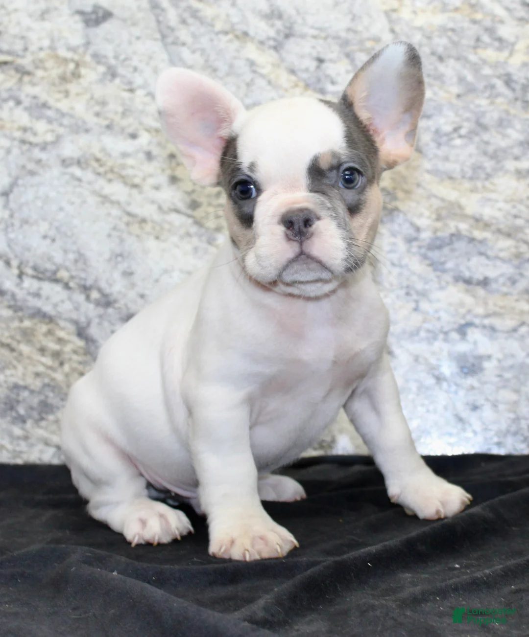 French Bulldog dogs for sale: Barlow Male AKC French Bulldog - Ad 6