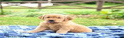 Golden Retriever dogs for sale: Cassidy - Ad 4