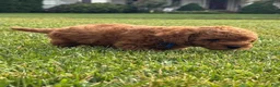 Miniature Labradoodle dogs for sale: Finn - Ad 5