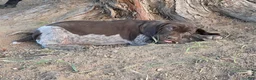 German Shorthaired Pointer dogs for sale: Rory - Ad 4
