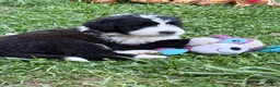 Saint Berdoodles dogs for sale: Saint Berdoodles 7 - Ad 2