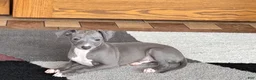 Italian Greyhound dogs for sale: Cj - Ad 9