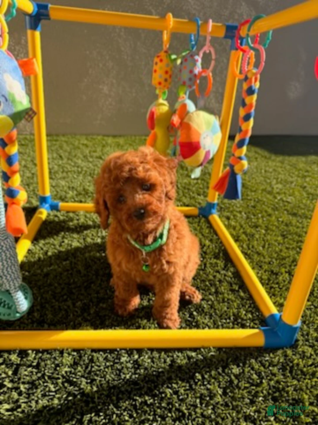 Toy Poodle dogs for sale: Boy - Ad 5