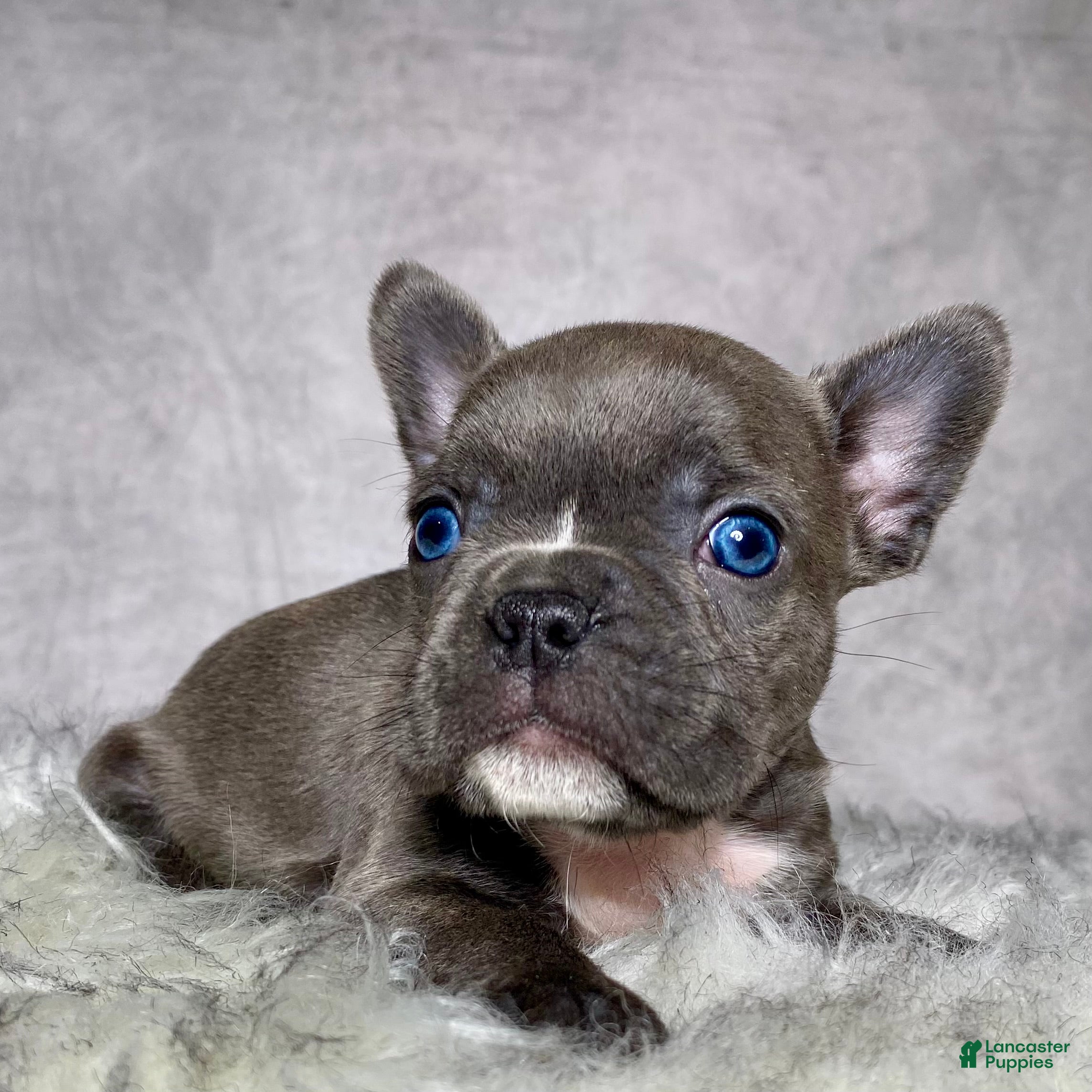 Frenchton dogs Mr. Kirby - Ad 1