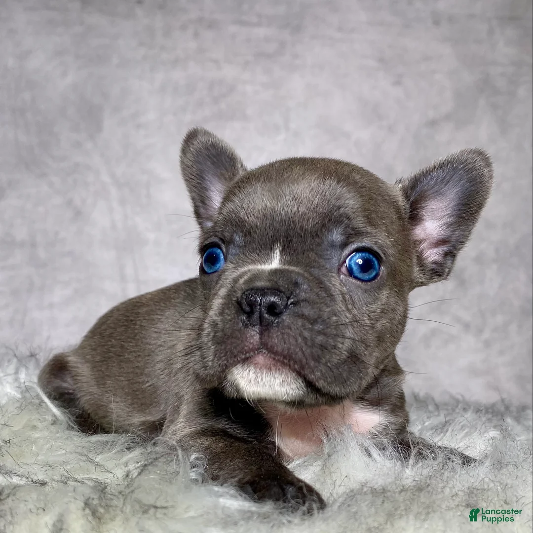 Frenchton dogs for sale: Mr. Kirby - Ad 1