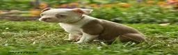 Boston Terrier dogs for sale: Adjoa - Ad 5