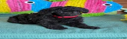 Toy Poodle dogs for sale: Lilly - Ad 3