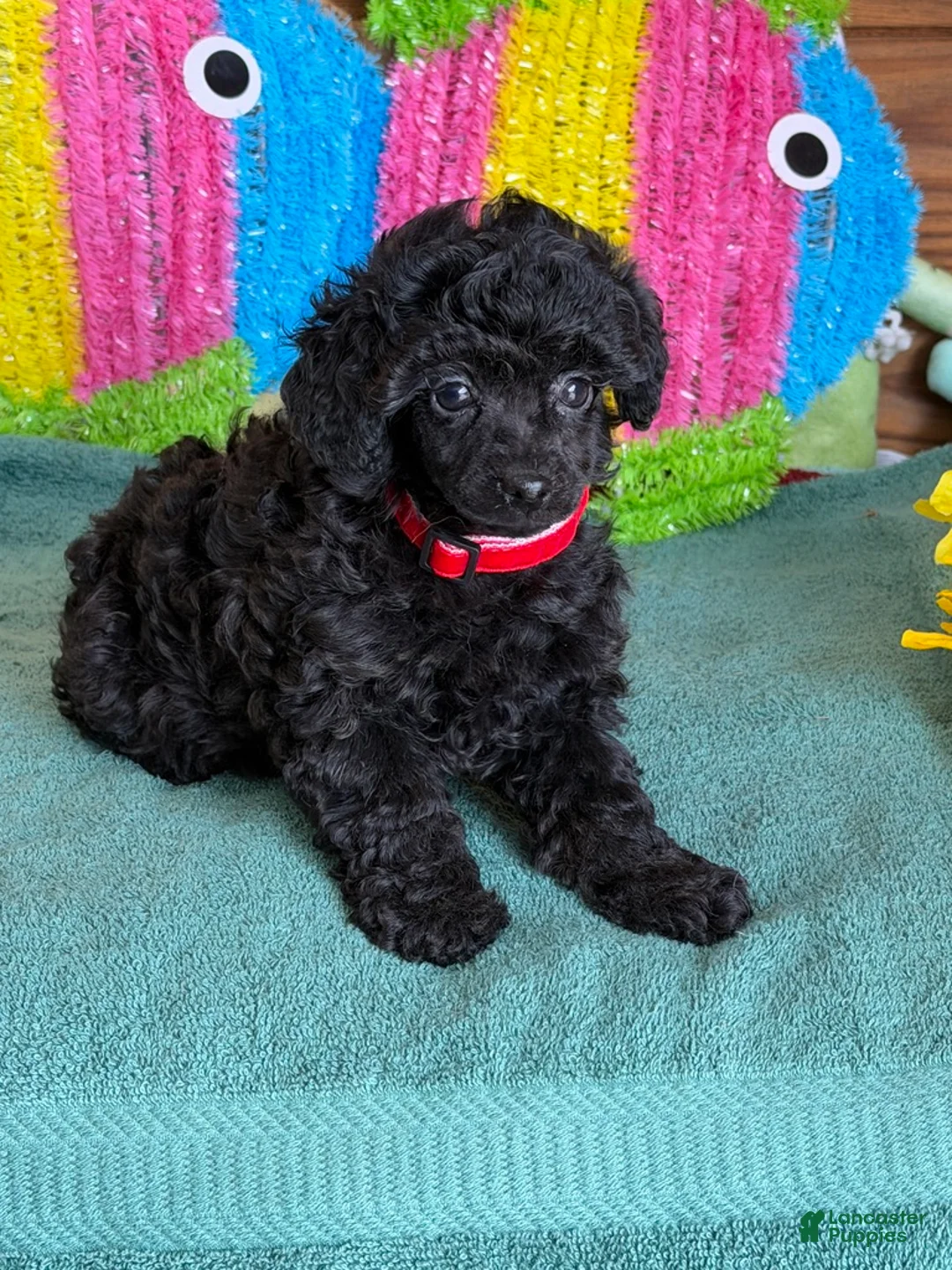 Toy Poodle dogs for sale: Lilly - Ad 3