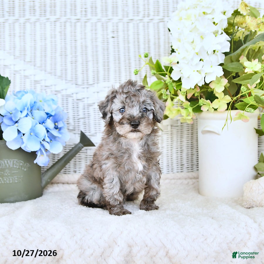 Mini Aussiedoodle dogs for sale: Cody - Ad 2