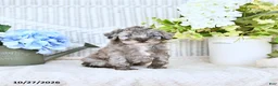 Mini Aussiedoodle dogs for sale: Cody - Ad 2