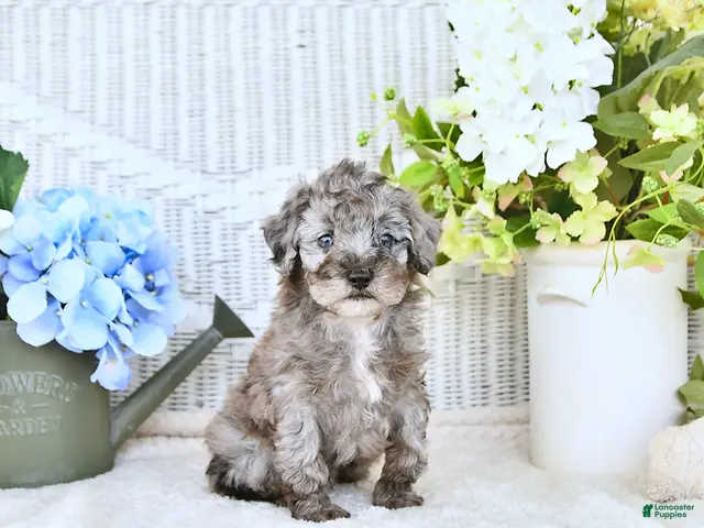 Mini Aussiedoodle dogs for sale: Cody - Ad 2
