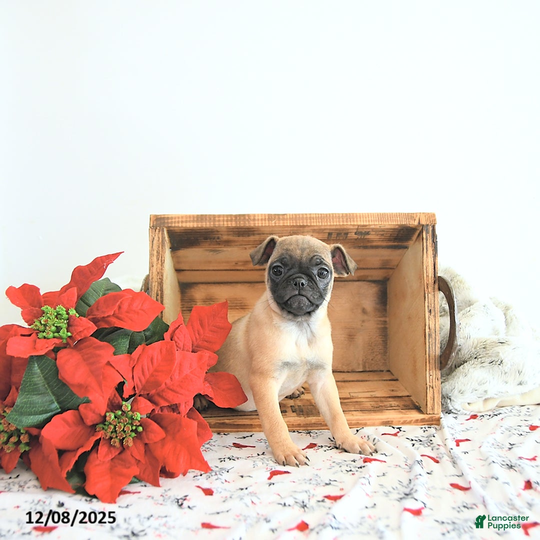 Jug dogs for sale: Mavis - Ad 3