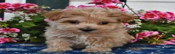 Maltipoo dogs for sale: Shelby - Ad 2