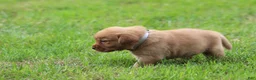 Labrador Retriever dogs for sale: Labrador Retriever 5 - Ad 5