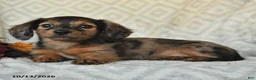 Miniature Dachshund dogs for sale: Dixie - Ad 4