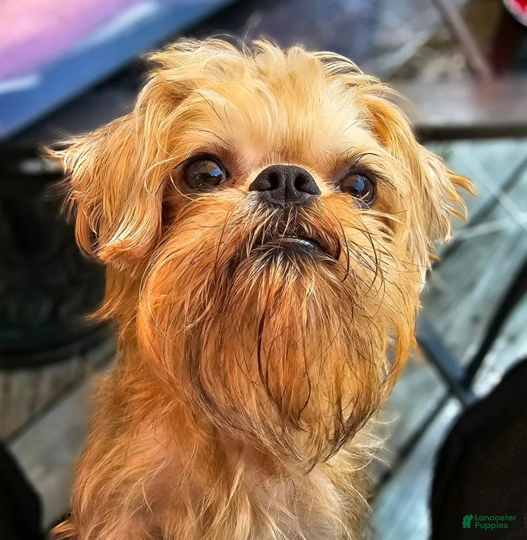 Brussels Griffon dogs for sale: Brussels Griffon Puppy 3 - Ad 2