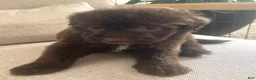 Mixed Breed dogs for sale: Carlton - Ad 4