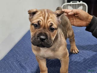 Cane Corso dogs BELLA - Ad 3