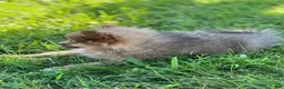 Pomeranian dogs for sale: Pip - Ad 7