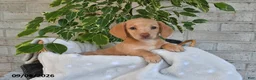 Miniature Dachshund dogs for sale: Oliver - Ad 2
