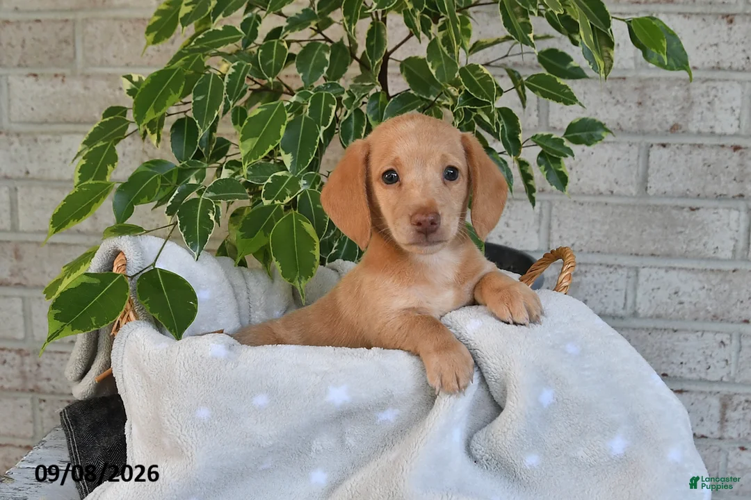 Miniature Dachshund dogs for sale: Oliver - Ad 2