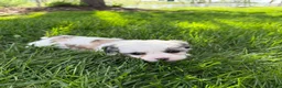 Mixed Breed dogs for sale: Thea - Ad 3
