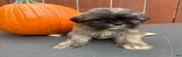 Shih Tzu dogs for sale: Waffle - Ad 3