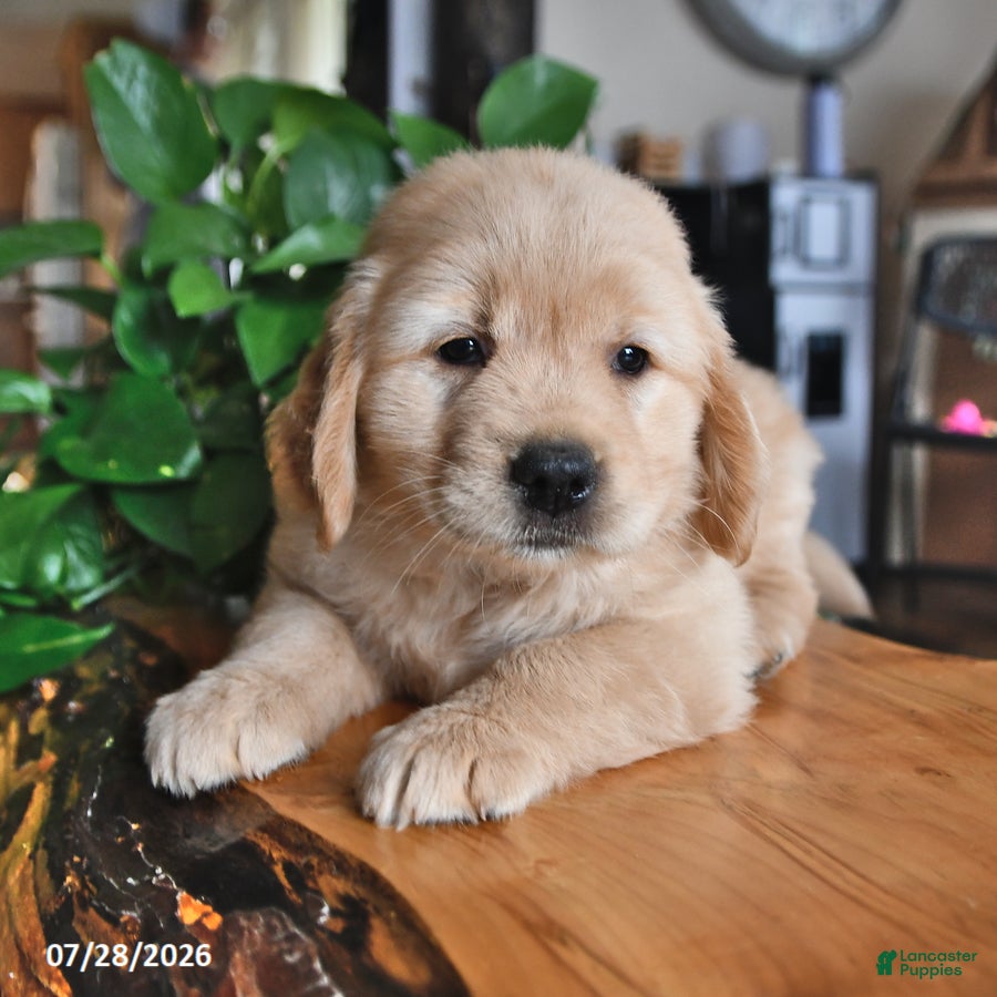 Golden Retriever dogs Zilla - Ad 1