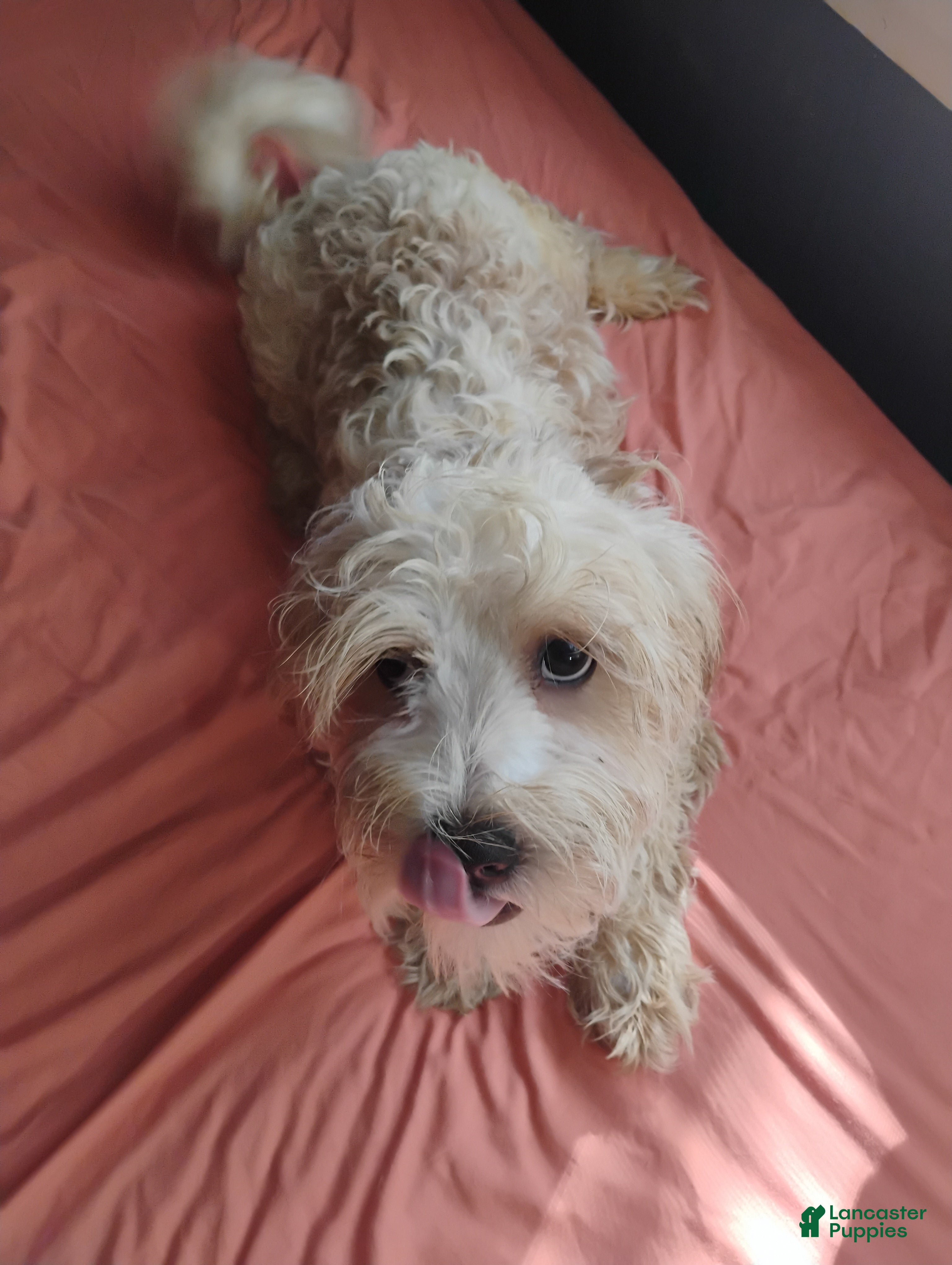 Mixed Breed dogs for sale: Mixed Breed 1 - Ad 1