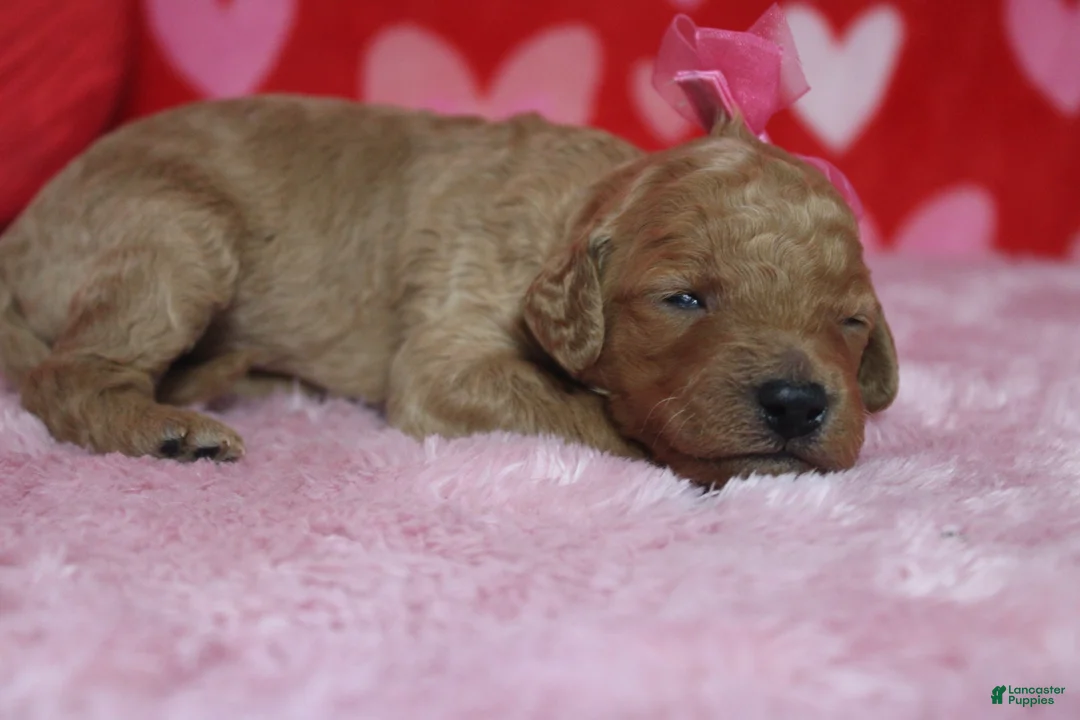 Goldendoodle dogs for sale: Izzy - Ad 7