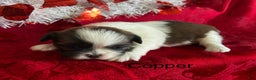 Lhasa Apso dogs for sale: Lhasa Apso Puppy 2 - Ad 2