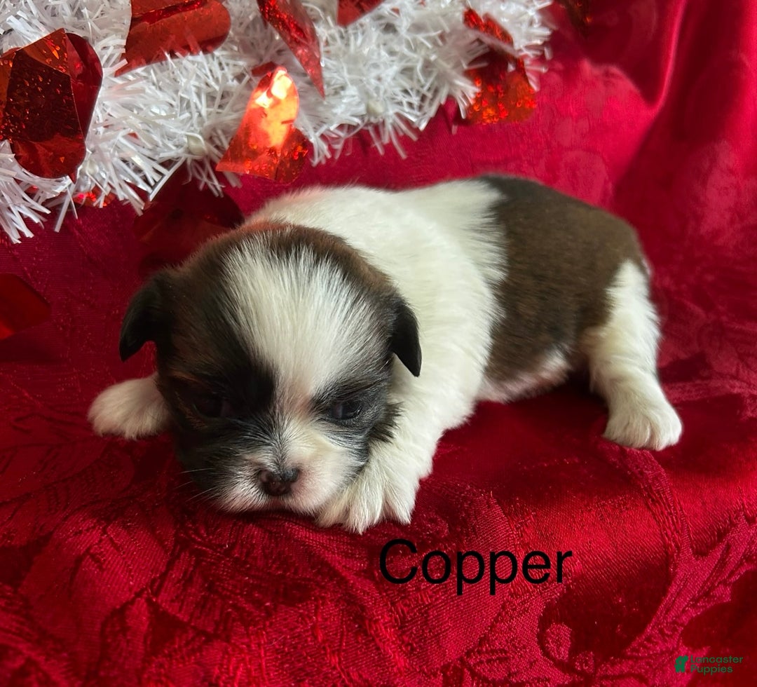 Lhasa Apso dogs for sale: Lhasa Apso Puppy 2 - Ad 2