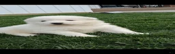 Samoyed dogs for sale: Flex - Ad 1
