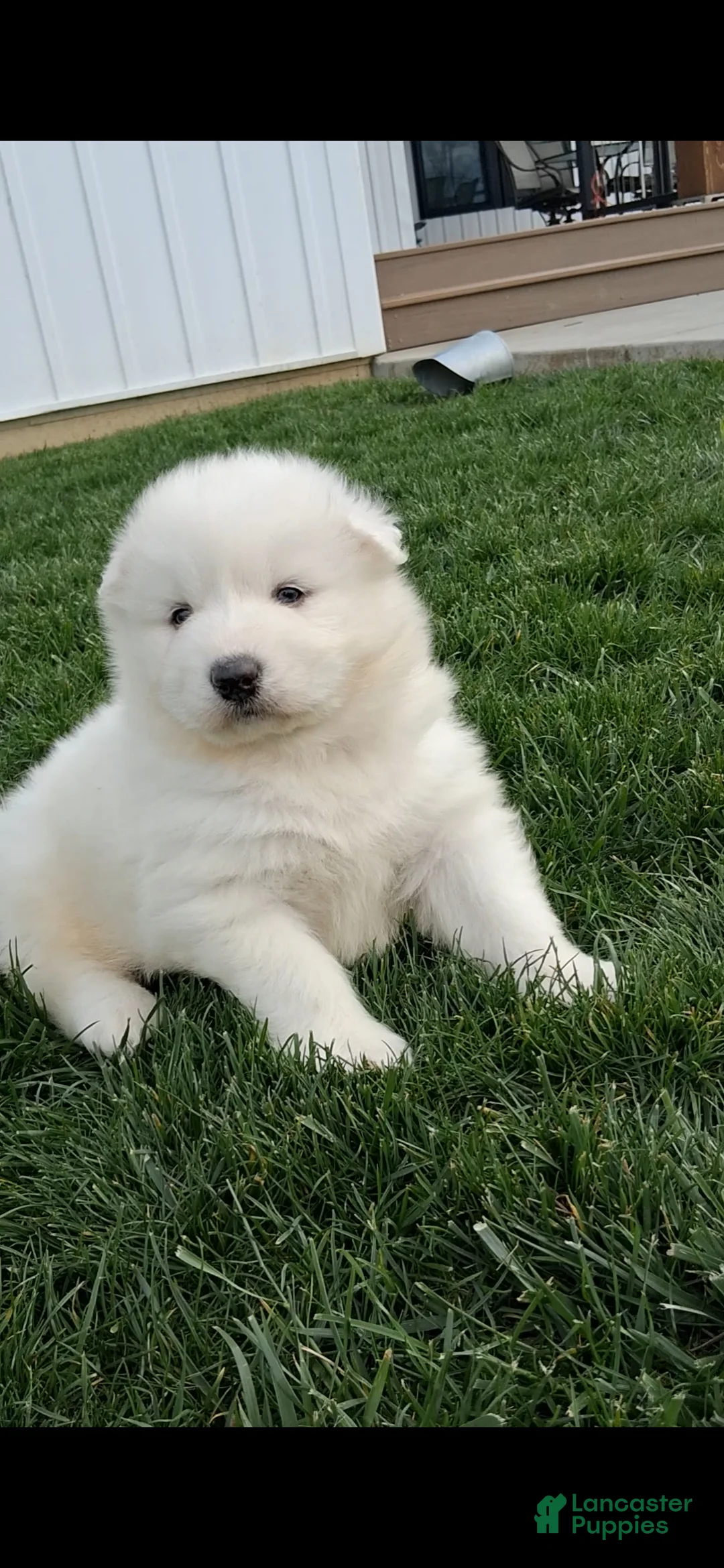 Samoyed dogs for sale: Flex - Ad 1
