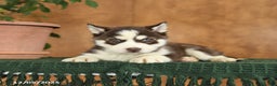 Siberian Husky dogs for sale: Archie - Ad 4