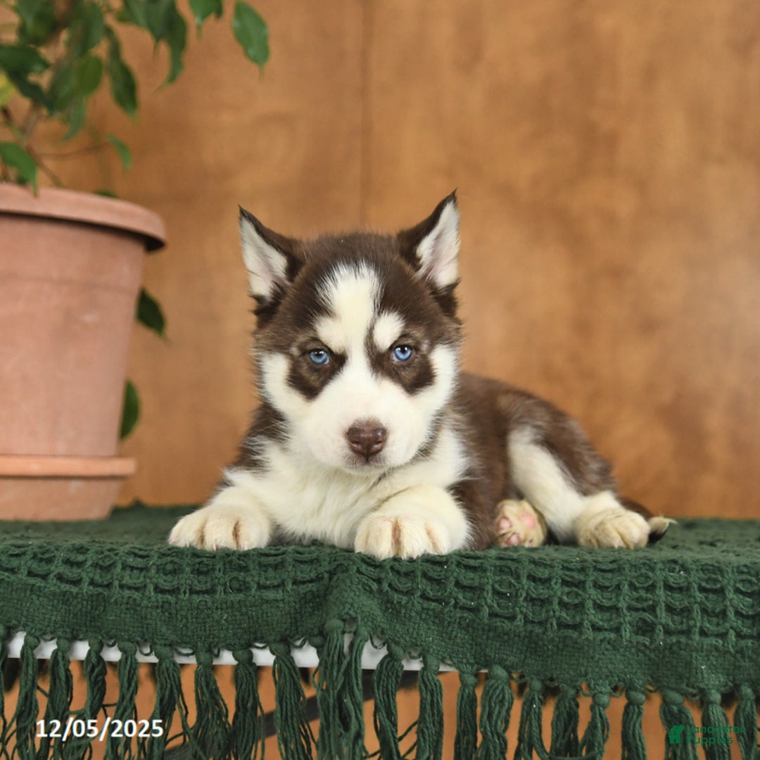 Siberian Husky dogs for sale: Archie - Ad 4